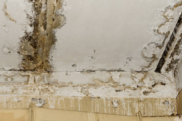 Geneva, AL Mold Removal Company